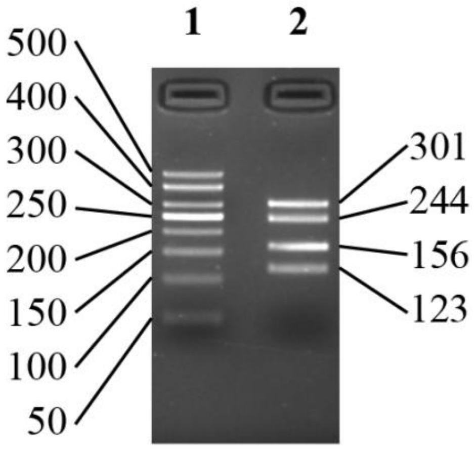 A kind of primer, kit and method for screening rice germplasm with early-growing and fast-growing tillers