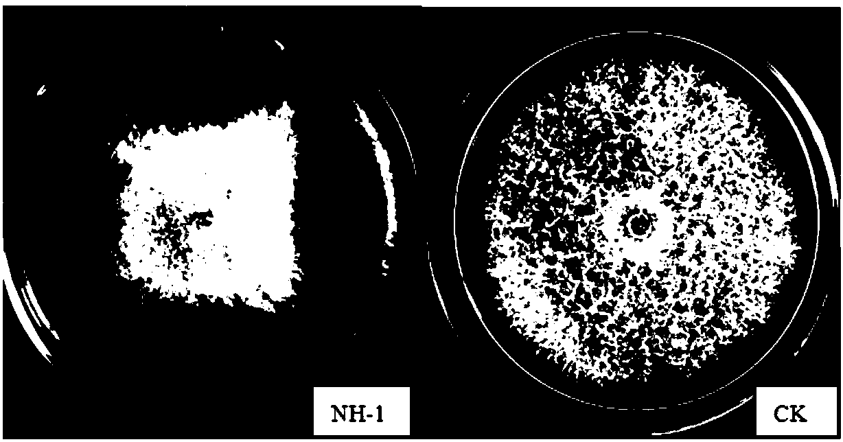 Bacillus velezensis capable of preventing cucumber fusarium wilt, and microcapsule slow release bacteria preparation thereof