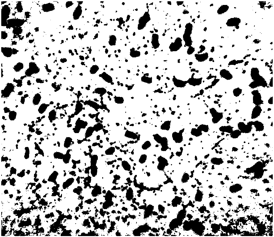 Bacillus velezensis capable of preventing cucumber fusarium wilt, and microcapsule slow release bacteria preparation thereof