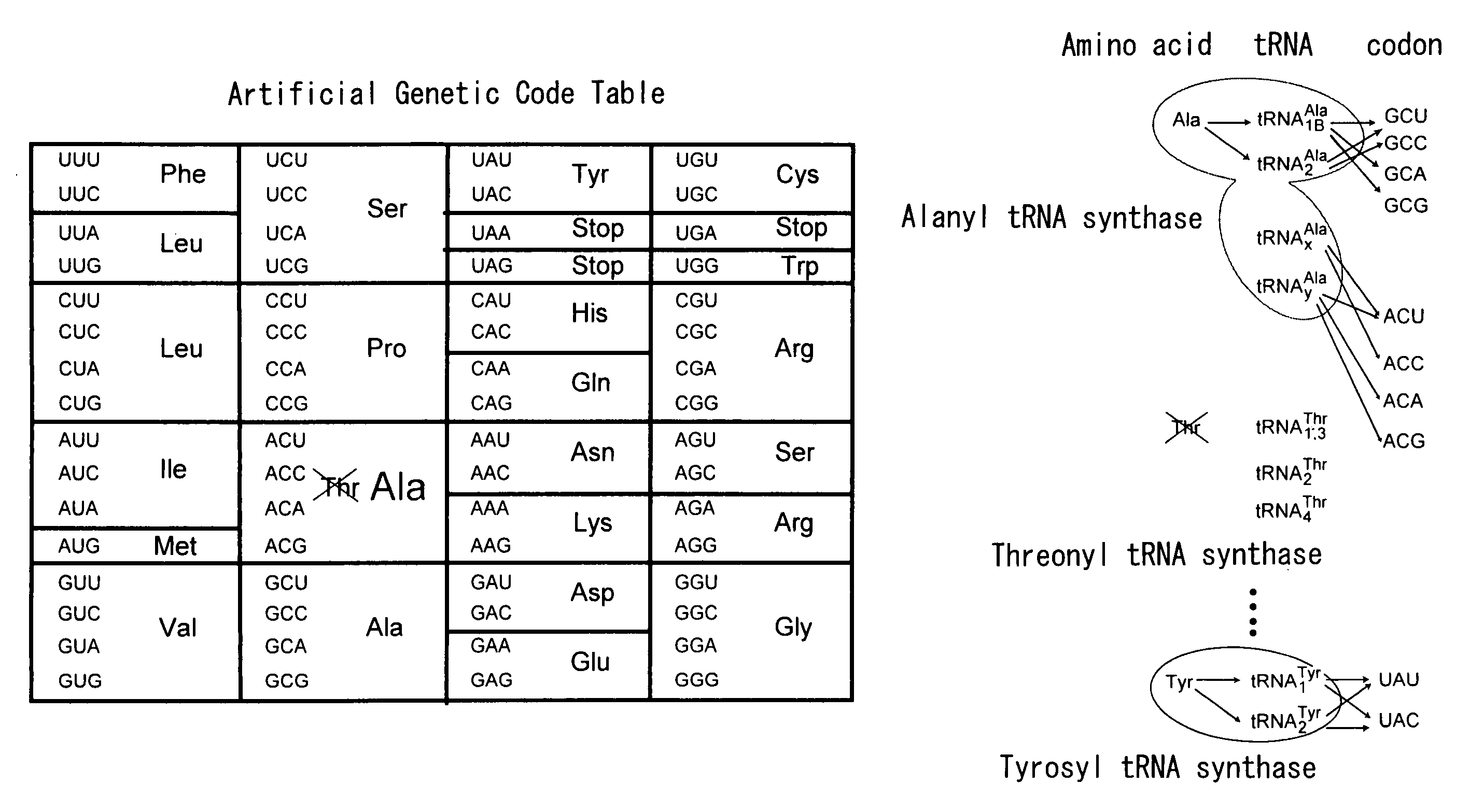 Process for producing functional non-naturally occurring proteins, and method for site-specific modification and immobilization of the proteins