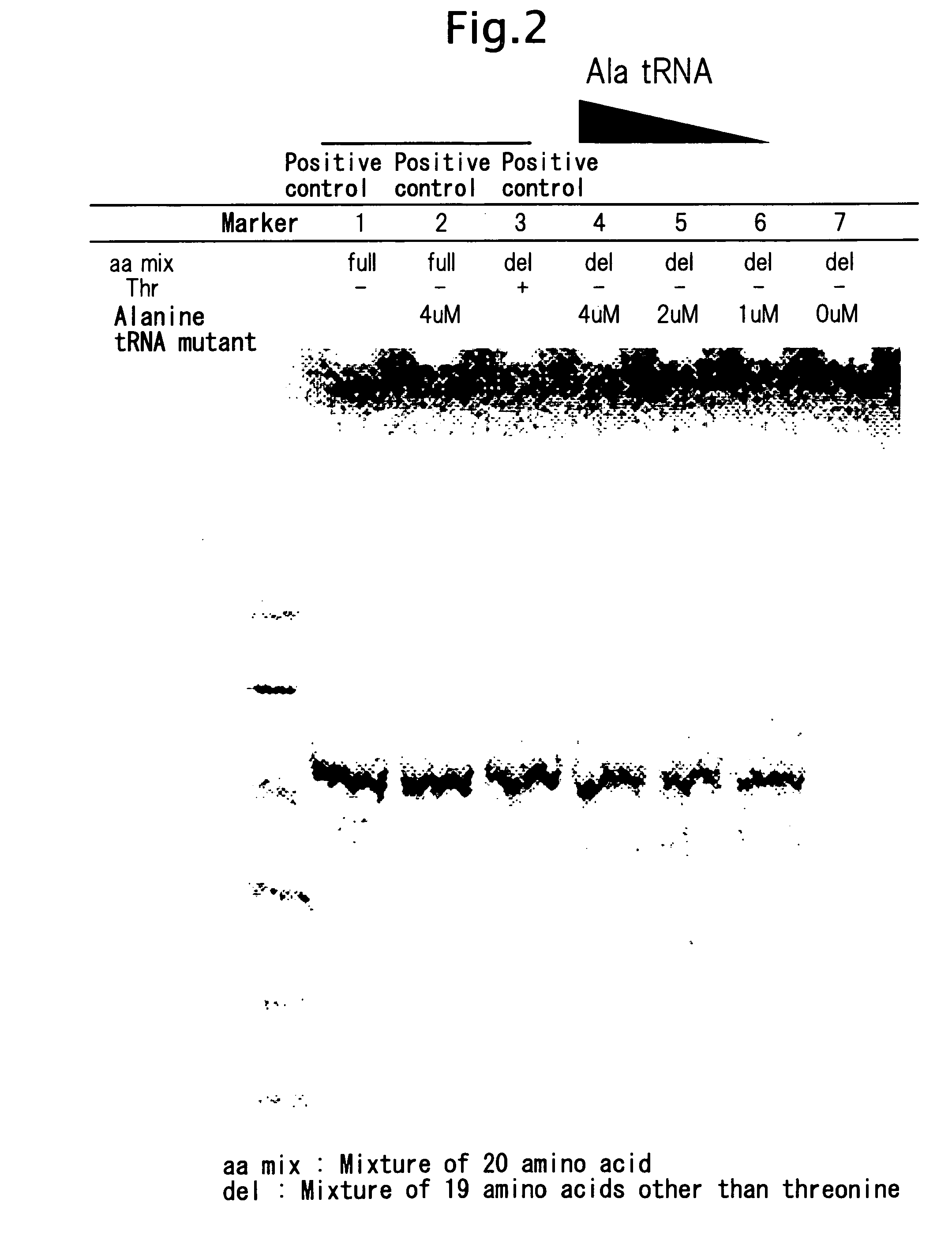 Process for producing functional non-naturally occurring proteins, and method for site-specific modification and immobilization of the proteins