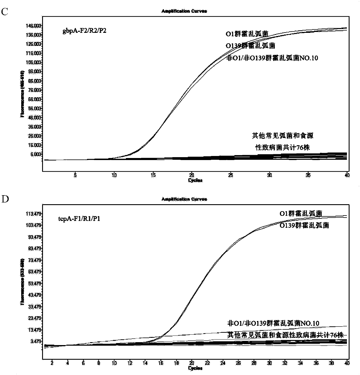 Kit and detection method for absolute quantitative detection of total vibrio cholerae and pathogenic vibrio cholerae