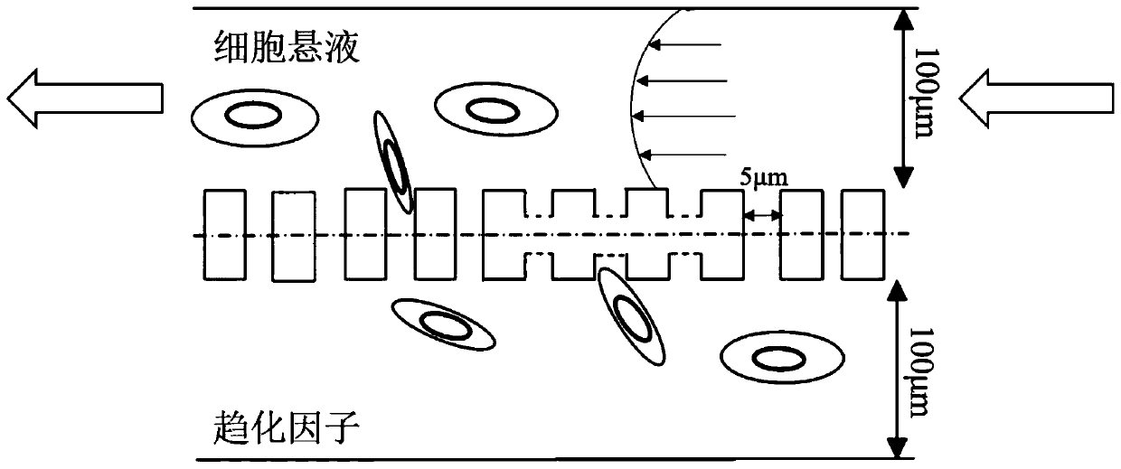 Micro-fluidic chip device for inducing transmembrane migration of cancer cells through fluid shear stress