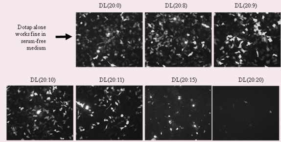 Tumor targeted therapeutic drug carrier as well as preparation method and application thereof