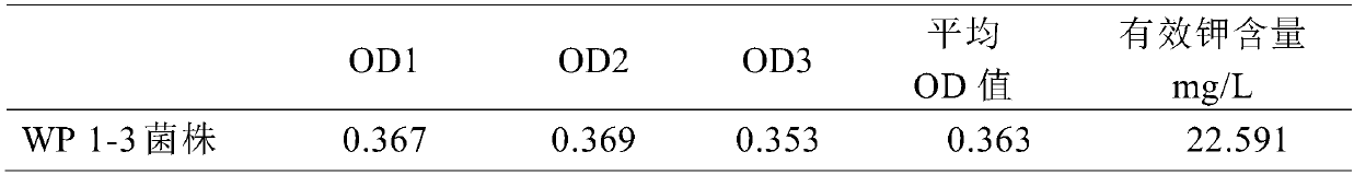 Rhizobium and application thereof