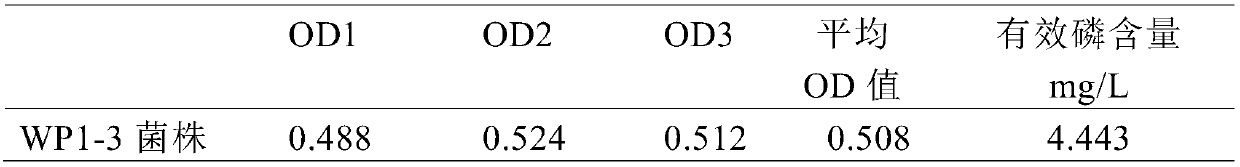 Rhizobium and application thereof