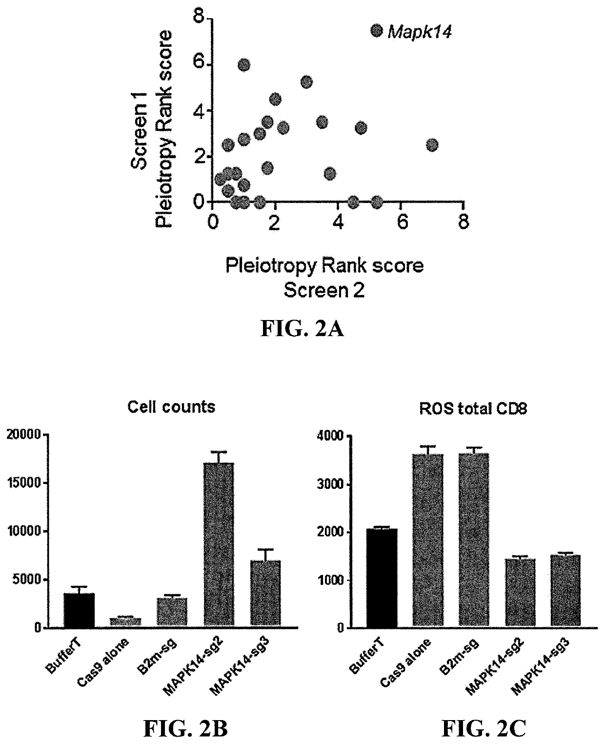 Methods of producing t cell populations using p38 mapk inhibitors