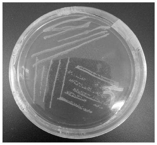 Lactobacillus plantarum YL15 and application thereof in red wine flavored yogurt