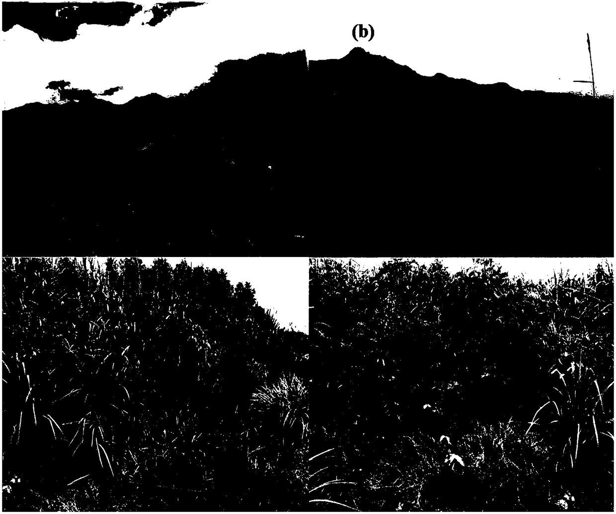 Method for stabilizing waste-dump heavy metal of polymetallic mine with biochar-manure compounded ameliorant and plant isolating layer