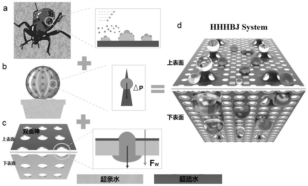 Multiple biological characteristic inspired fog water collection composite Janus membrane and preparation method thereof