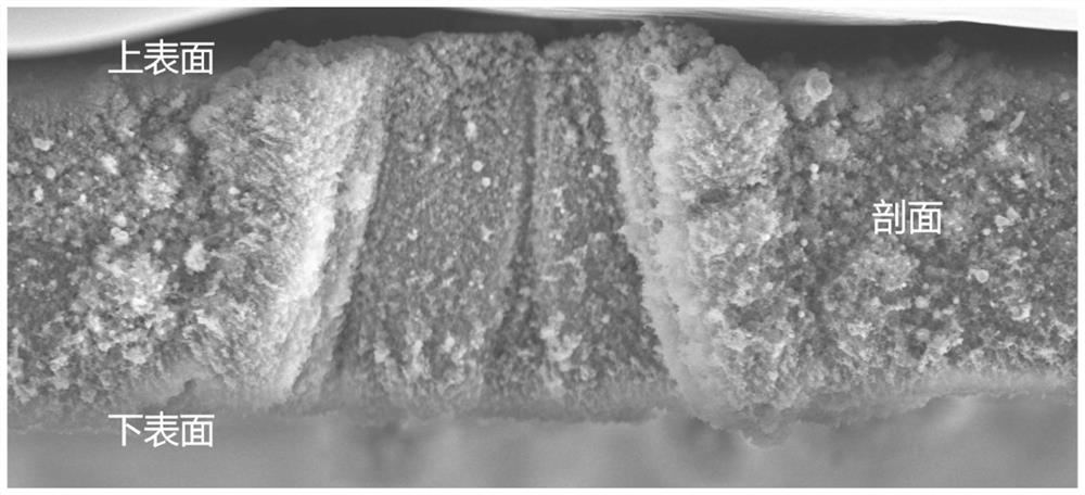 Multiple biological characteristic inspired fog water collection composite Janus membrane and preparation method thereof