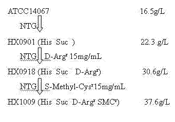 Strain capable of producing L-arginine and method for producing L-arginine by same