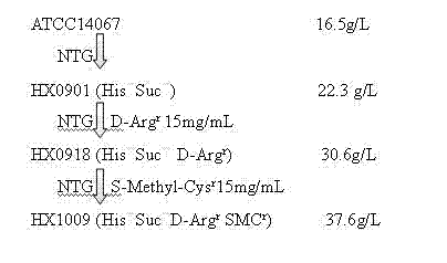 Strain capable of producing L-arginine and method for producing L-arginine by same