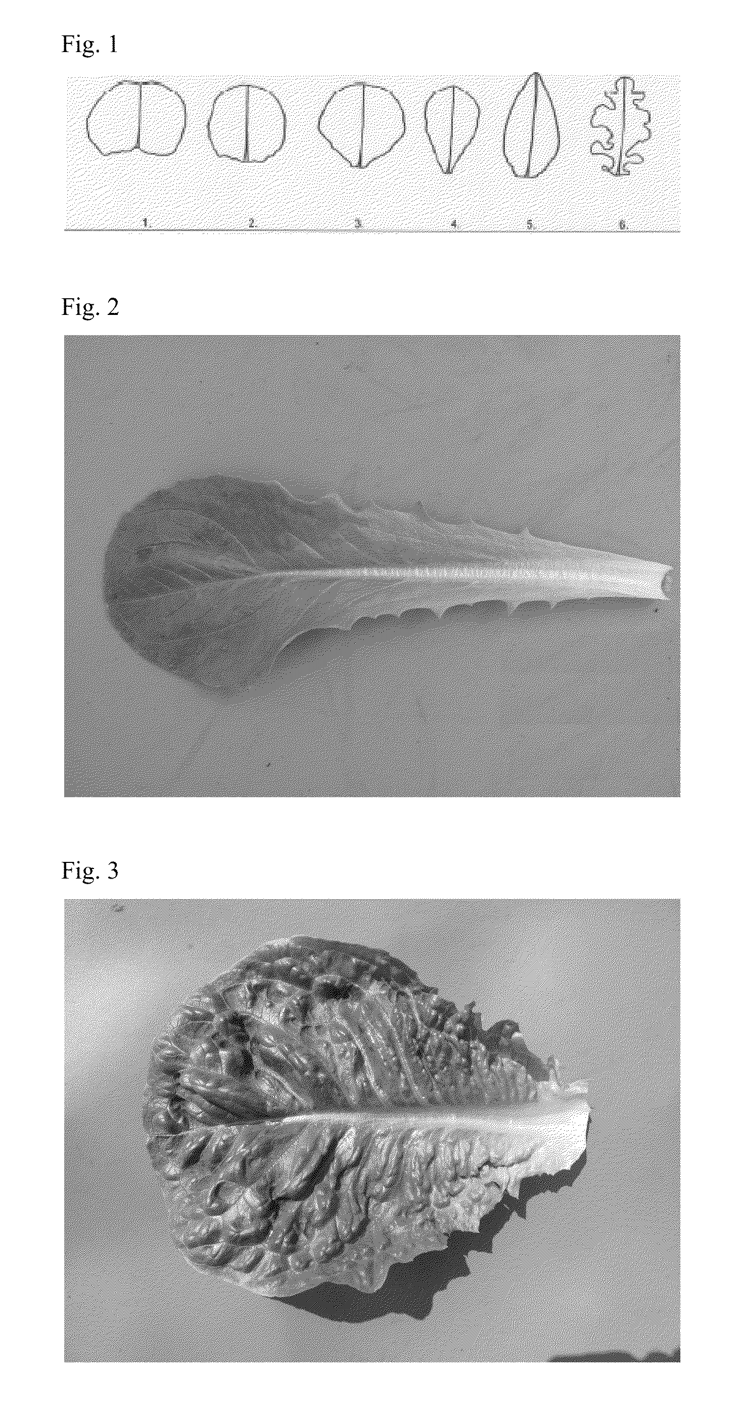 Lettuce variety 41-153 RZ