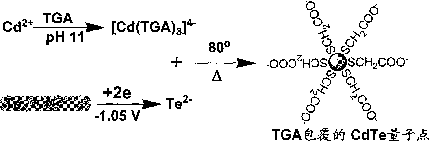 High fluorescent efficiency cadmium telluride quantum point prepared by cathodic tellurium electric pole