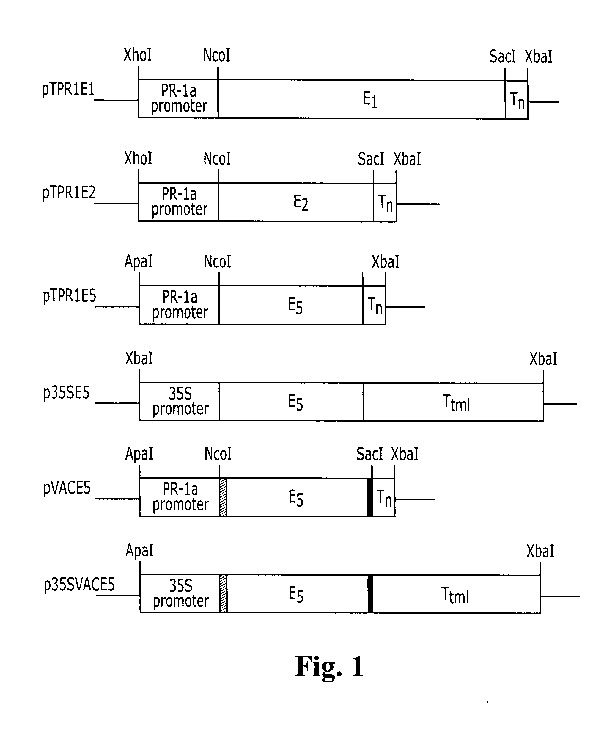 Transgenic plants expressing a cellulase