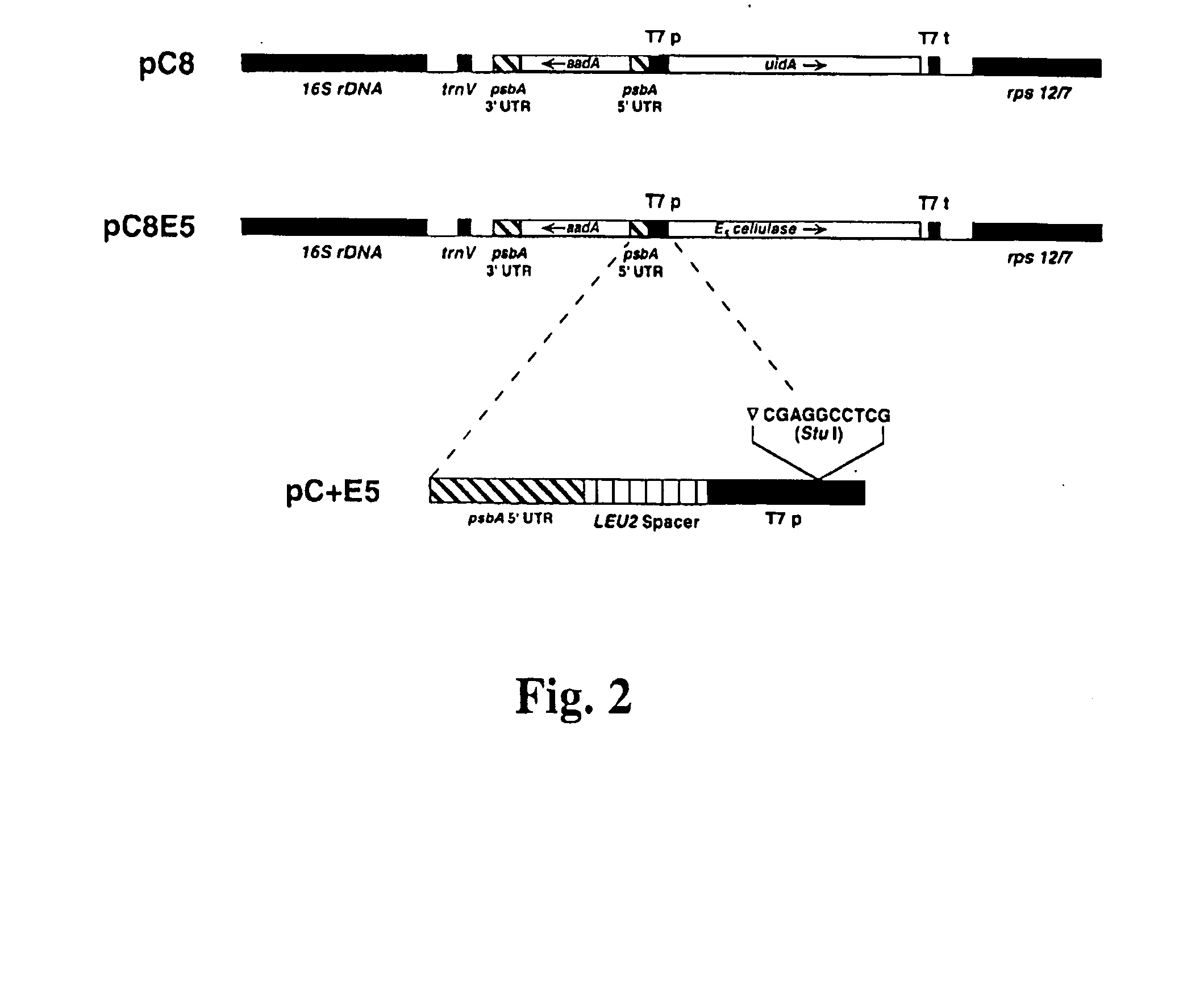 Transgenic plants expressing a cellulase