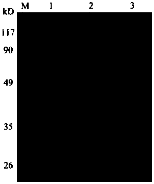 VZV glycoprotein E gene expression vector as well as recombinant yeast strain and application thereof