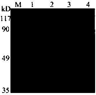 VZV glycoprotein E gene expression vector as well as recombinant yeast strain and application thereof