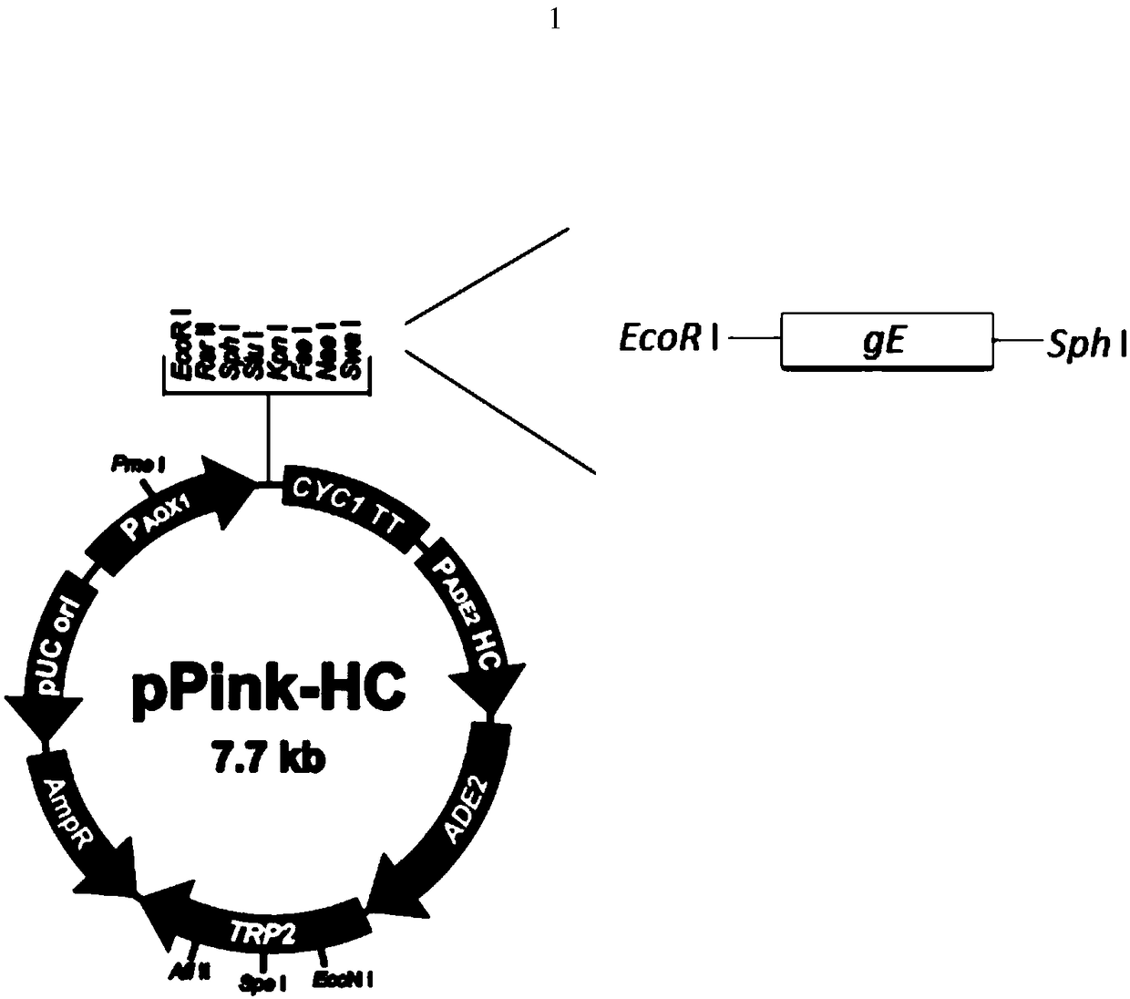 VZV glycoprotein E gene expression vector as well as recombinant yeast strain and application thereof