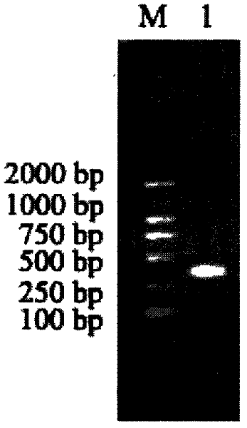 Portunus trituberculatus anti-lipopolysaccharide factor PtALF-5 gene and encoding proteins and application thereof