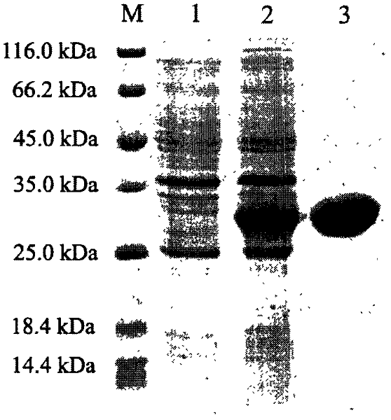 Portunus trituberculatus anti-lipopolysaccharide factor PtALF-5 gene and encoding proteins and application thereof