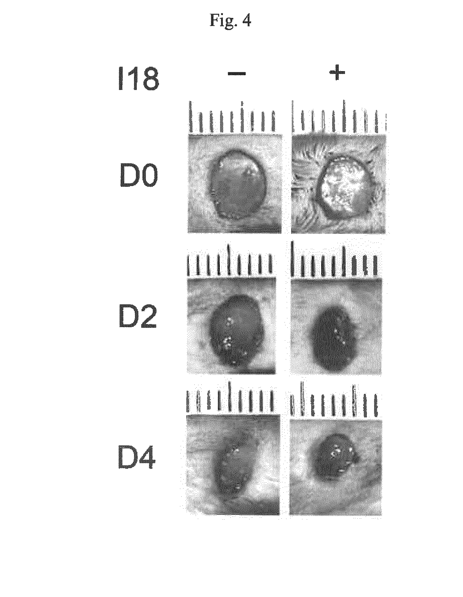 Specific inhibitors of protein p21 as therapeutic agents