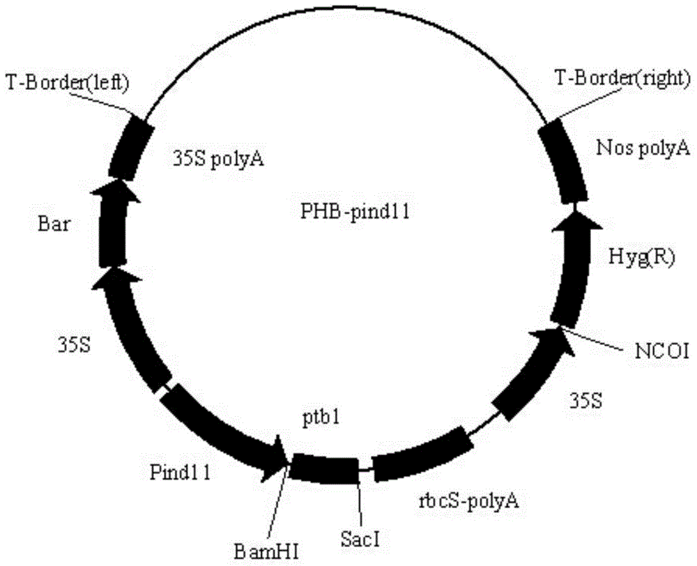 Mechanized hybrid rice seed production using inducible female sterility