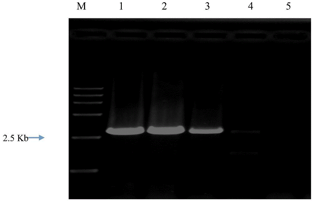 Mechanized hybrid rice seed production using inducible female sterility