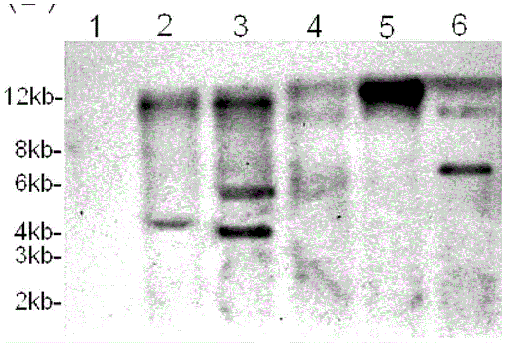 Mechanized hybrid rice seed production using inducible female sterility