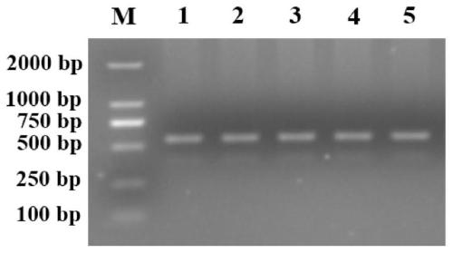 Molecular marker related to growth and development characters of broilers and application thereof