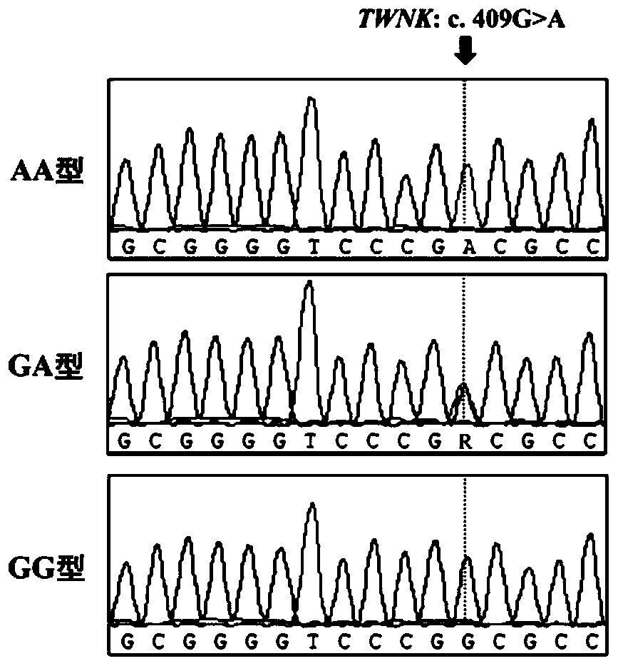 Molecular marker related to growth and development characters of broilers and application thereof