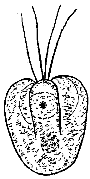 Preparation and feeding method of bait for larvae of Chlamys farreri