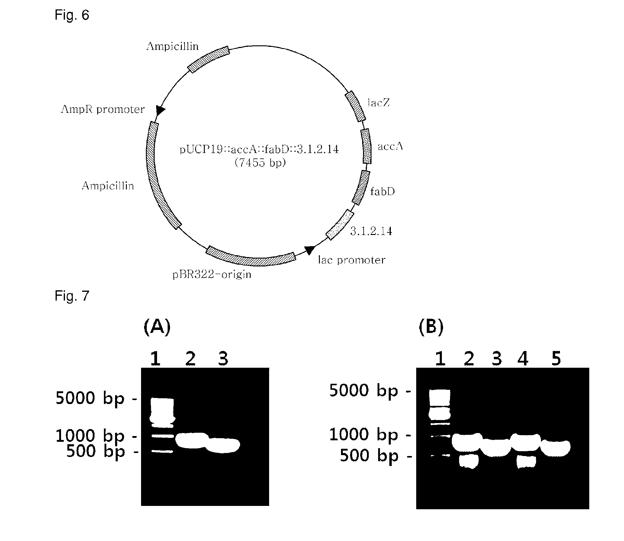 Pseudomonas aeruginosa strain developed for improving fatty acid content, and method of manufacturing the same