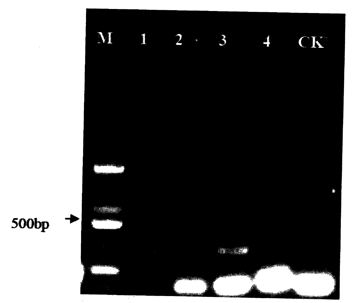 Identifying method for sunflower phoma black stem bacteria