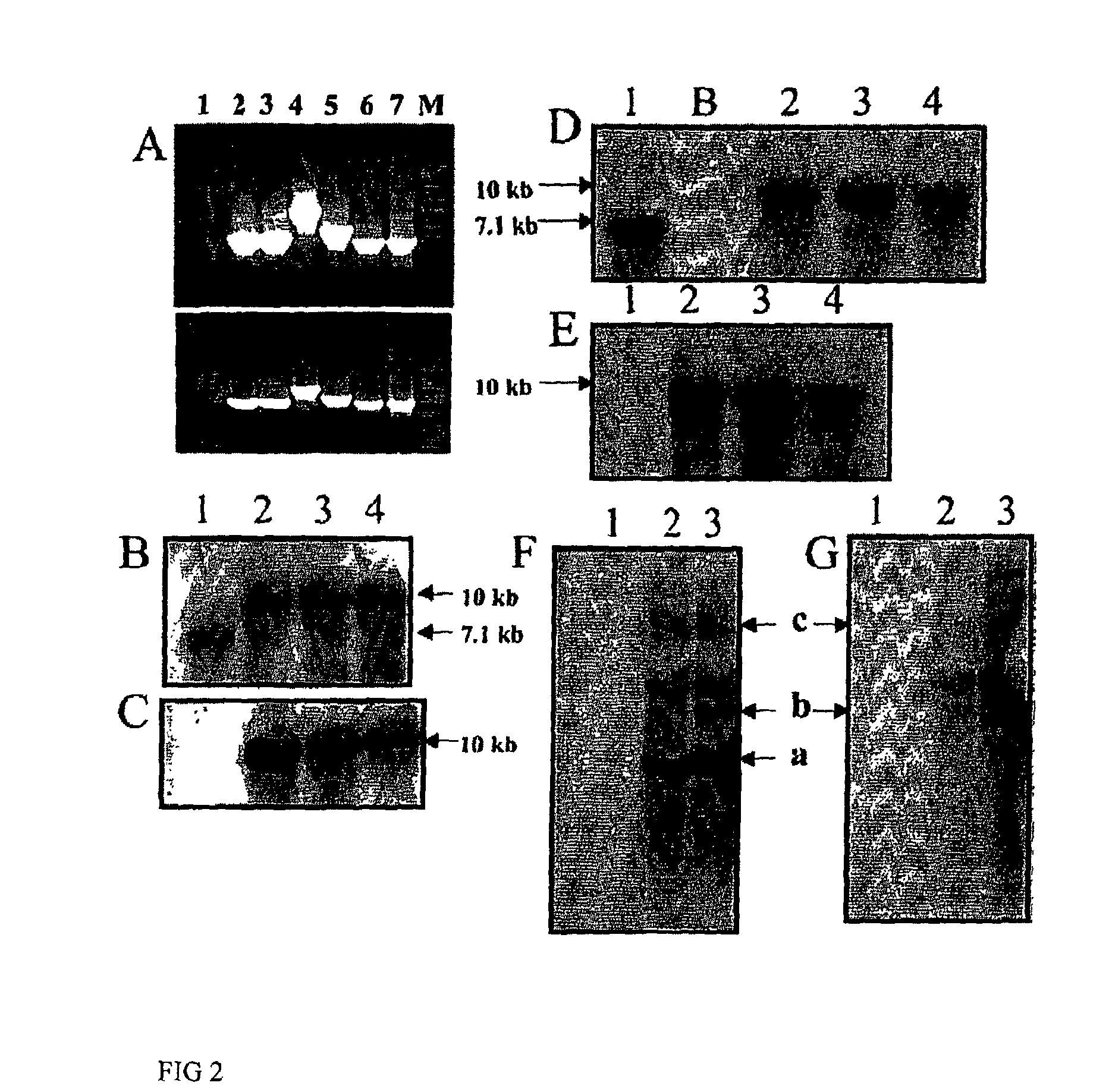 Genetic Engineering of Male Sterility in Plants