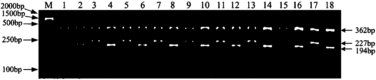 Molecular marker for identifying resistance traits of Phyricularia oryzae, identification method and application