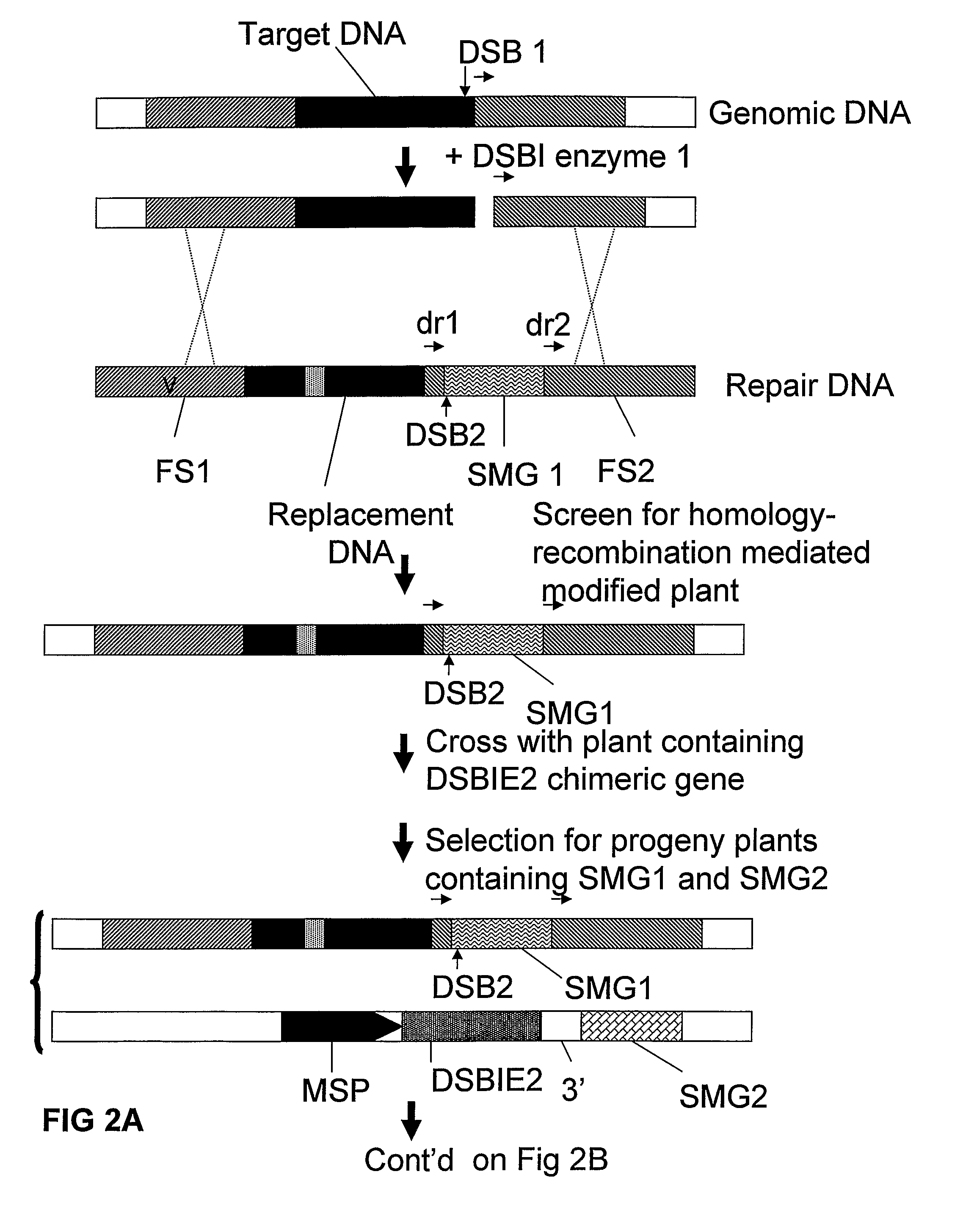 Methods and means for removal of a selected DNA sequence