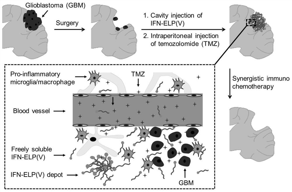 Application of fusion protein ifn-elp (v) in the preparation of drugs for preventing or treating glioblastoma