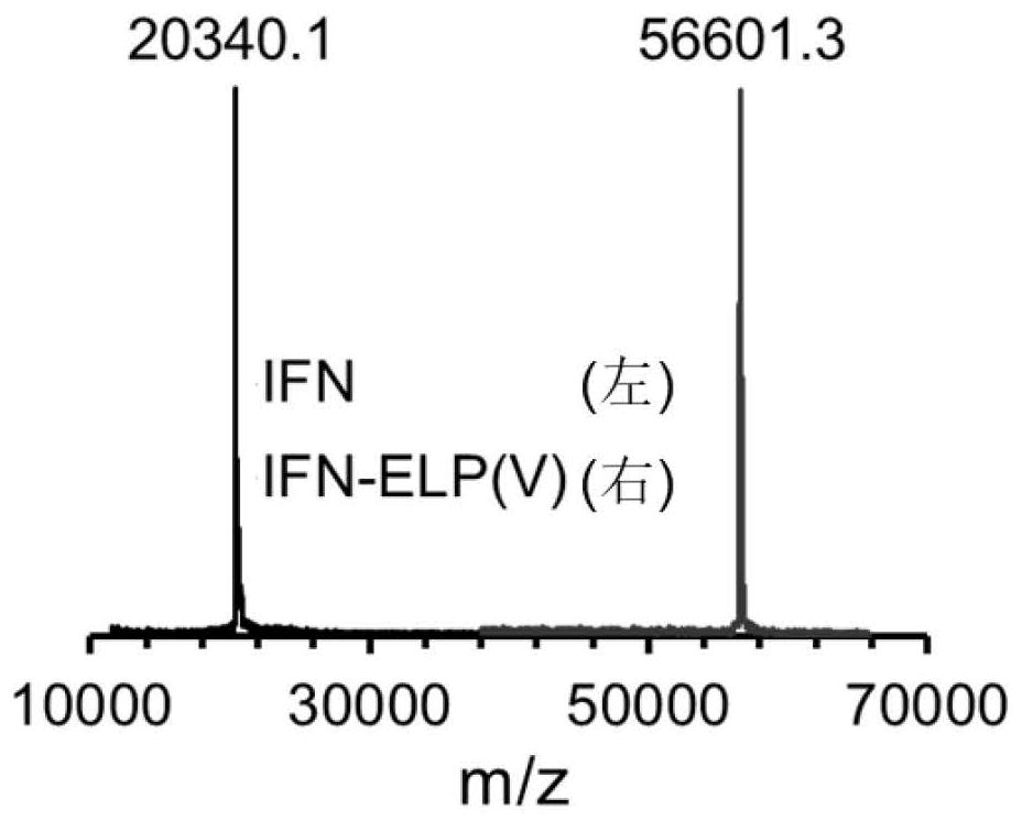 Application of fusion protein ifn-elp (v) in the preparation of drugs for preventing or treating glioblastoma