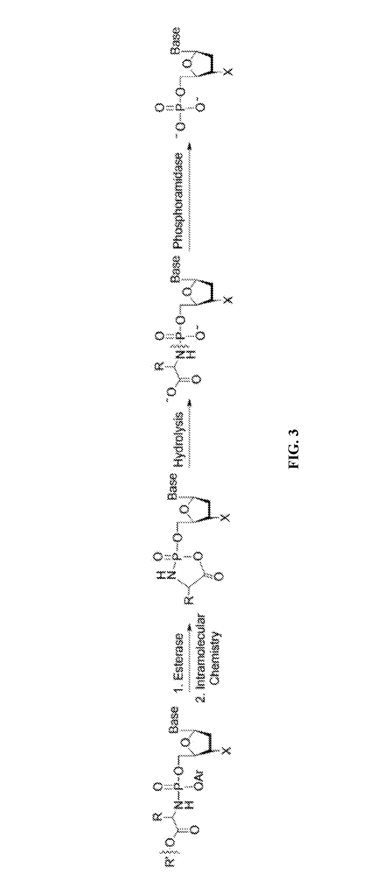 Nucleotide and nucleoside therapeutic compositions and uses related thereto