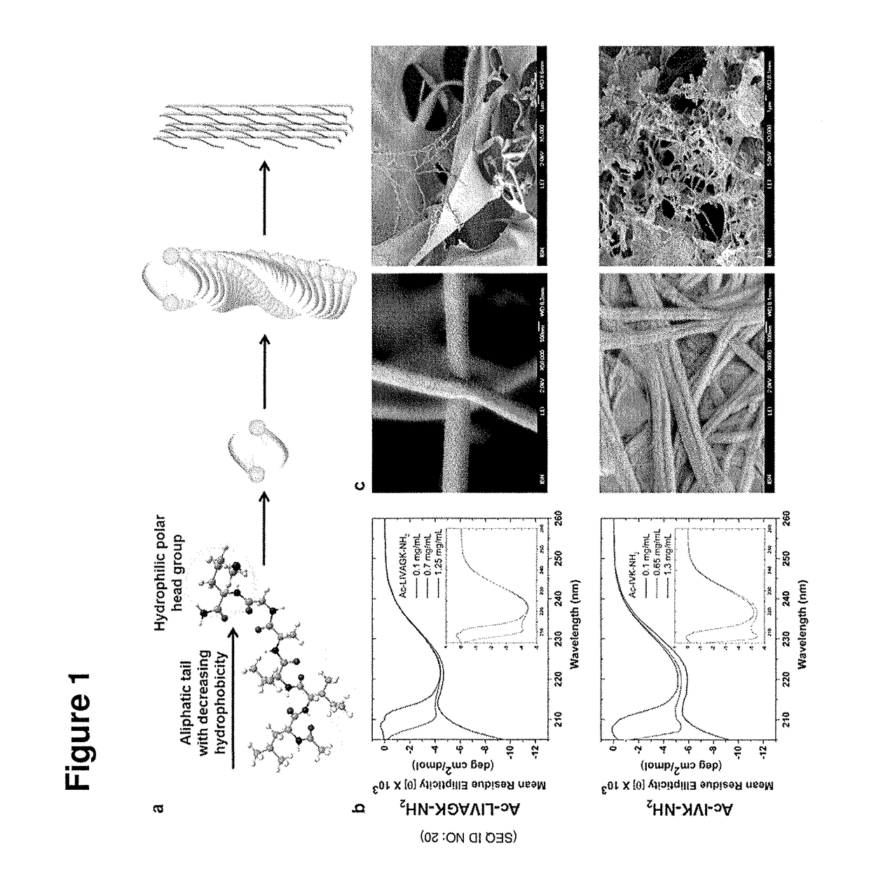 Self-assembling peptides, peptidomimetics and peptidic conjugates as building blocks for biofabrication and printing