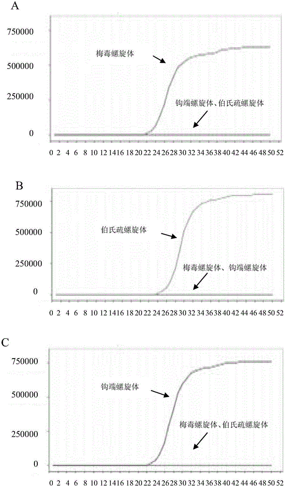 LAMP primer combination for detecting three ophthalmic infection spirochetes and application