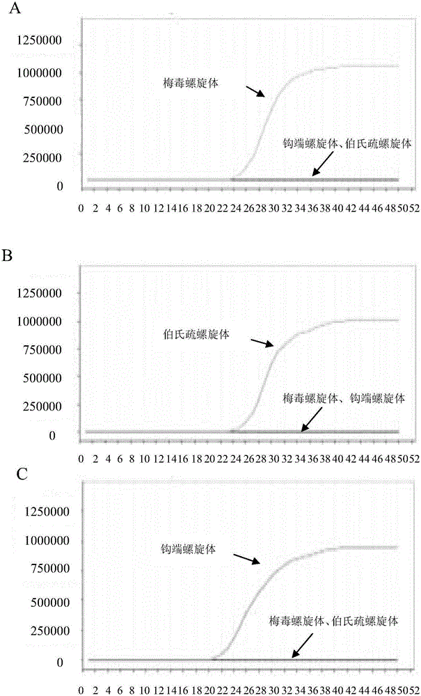 LAMP primer combination for detecting three ophthalmic infection spirochetes and application