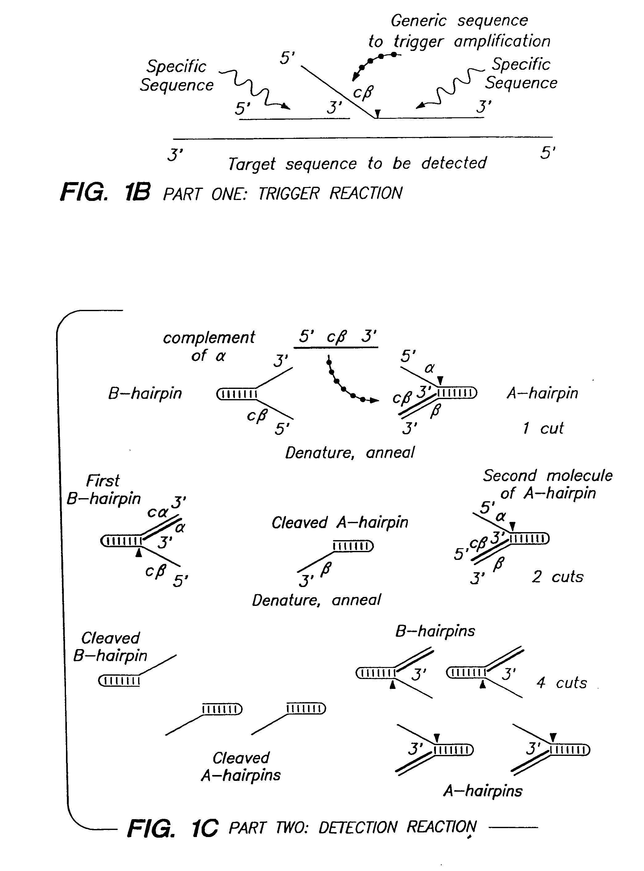 Nucleic acid detection compositions