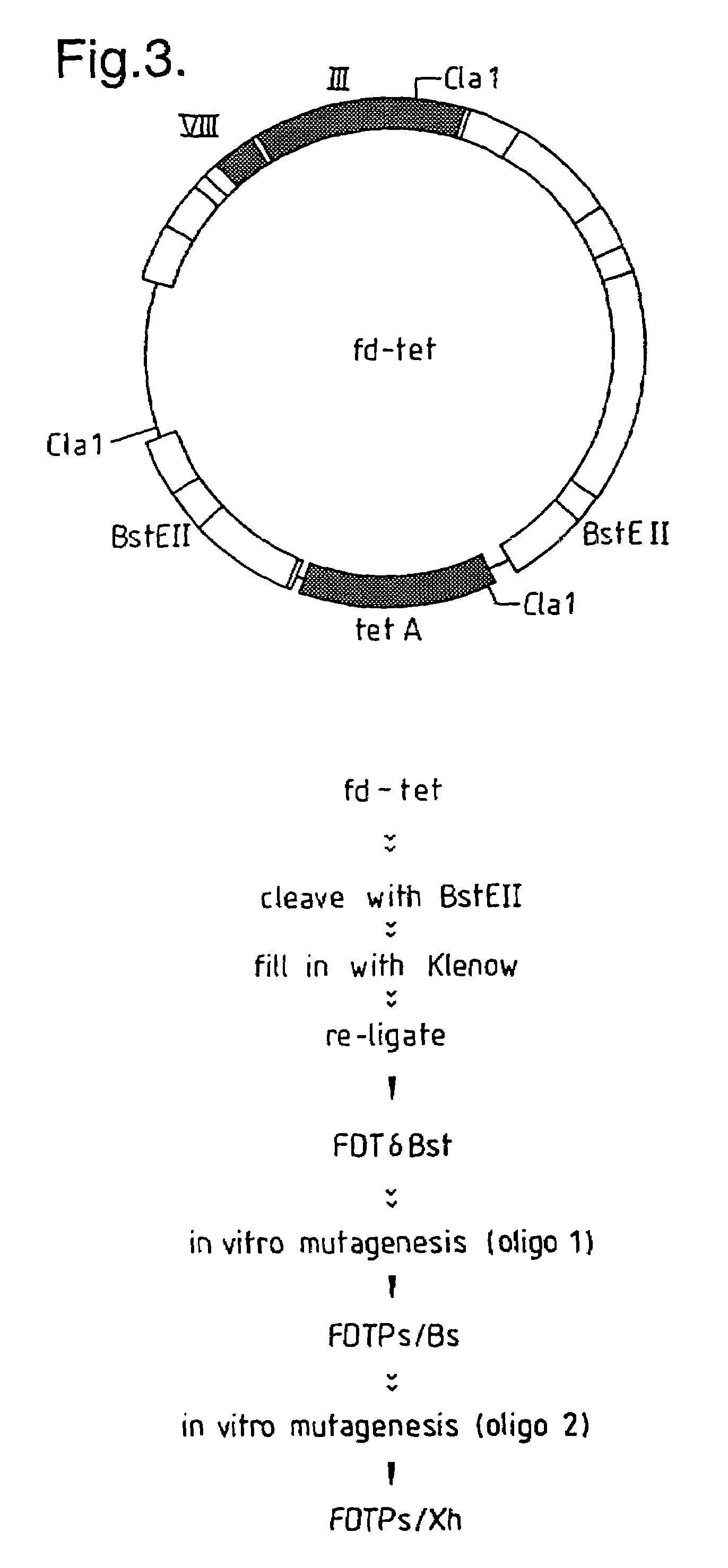 Methods for producing members of specific binding pairs