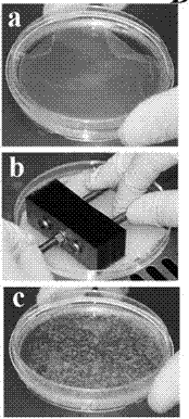 Method for obtaining tissue-engineered cartilage by directional induction of bone marrow mesenchymal stem cells