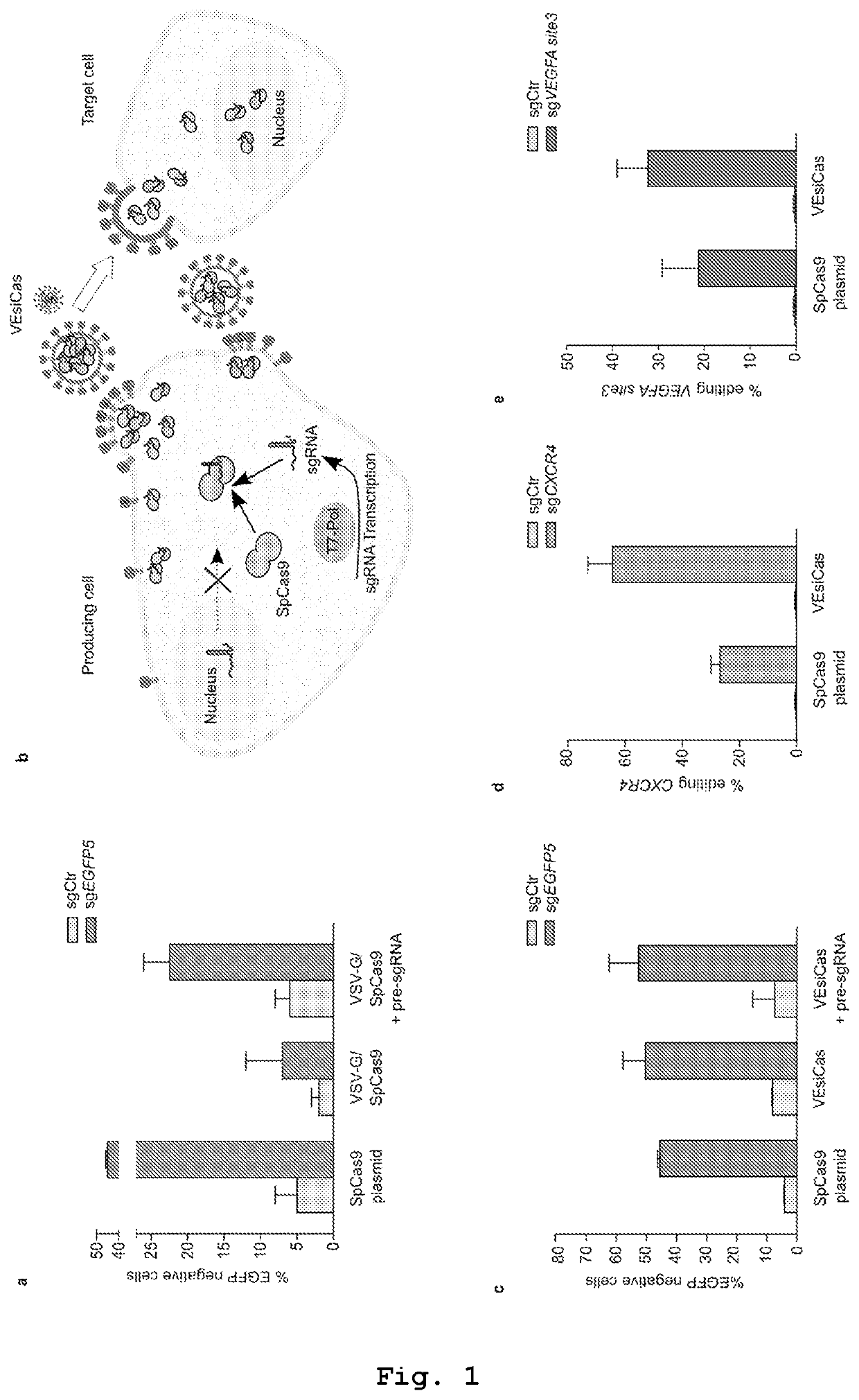 Vesicles for traceless delivery of guide RNA molecules and/or guide RNA molecule/RNA-guided nuclease complex(ES) and a production method thereof