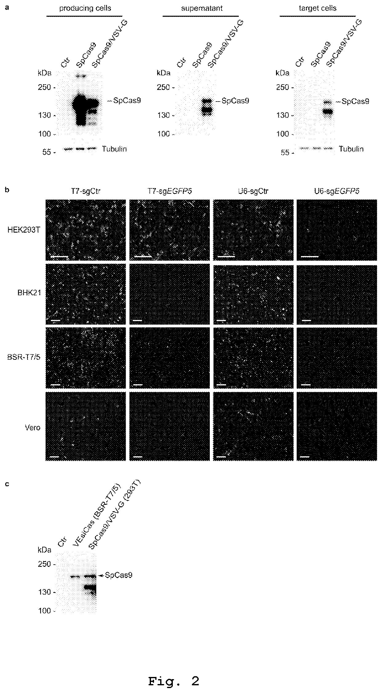 Vesicles for traceless delivery of guide RNA molecules and/or guide RNA molecule/RNA-guided nuclease complex(ES) and a production method thereof