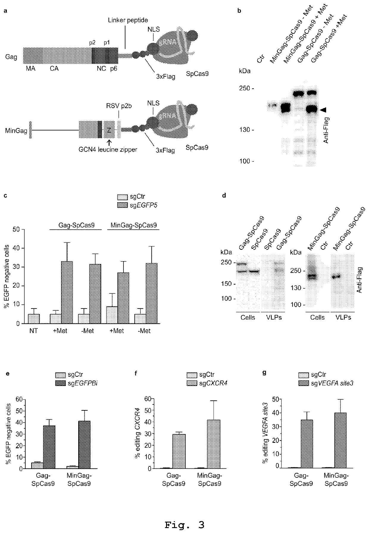 Vesicles for traceless delivery of guide RNA molecules and/or guide RNA molecule/RNA-guided nuclease complex(ES) and a production method thereof